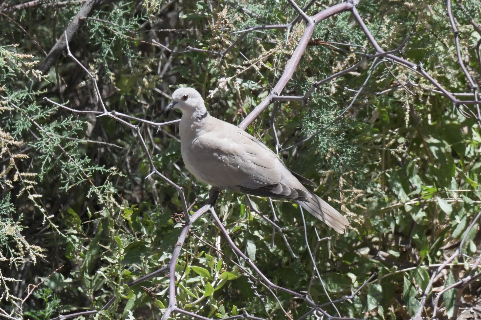 Eurasian Collared Dove