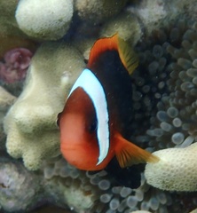 Amphiprion melanopus