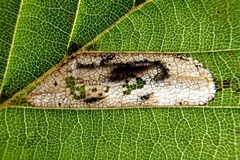 Phyllonorycter messaniella