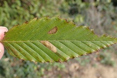 Phyllonorycter messaniella