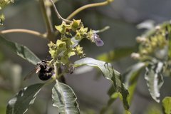 Xylocopa