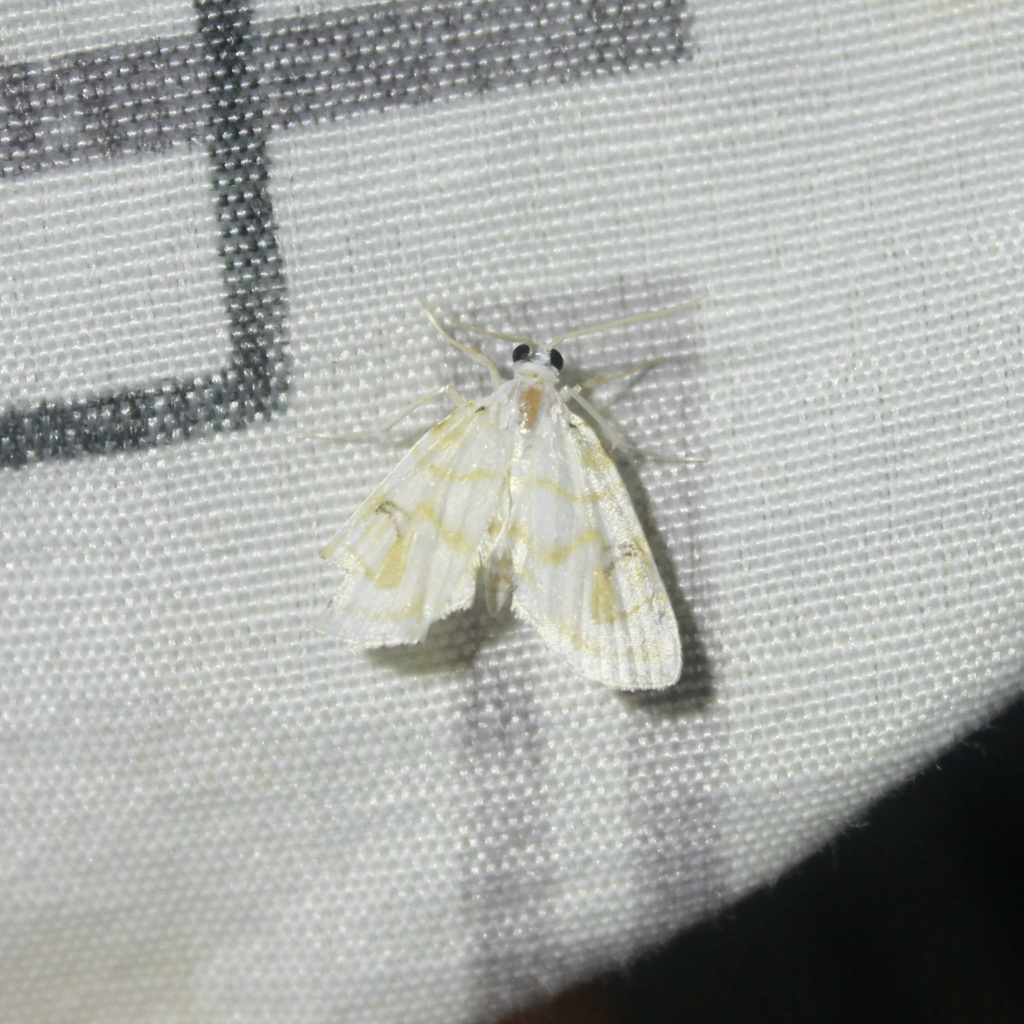Neurophyseta mollitalis