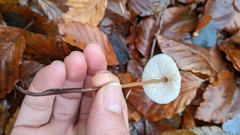Mycena crocata
