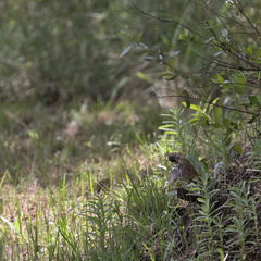 Cercotrichas leucophrys