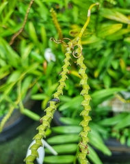 Bromheadia finlaysoniana