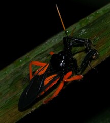 Apiomerus nitidicollis