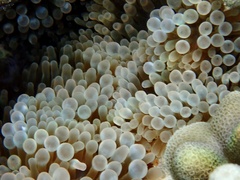 Entacmaea quadricolor