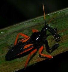 Apiomerus nitidicollis