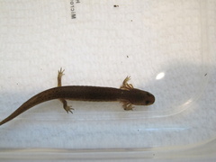 Pseudotriton montanus montanus