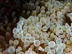 Entacmaea quadricolor