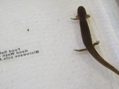 Pseudotriton montanus montanus