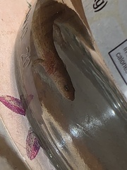 Pseudotriton montanus montanus