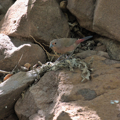 Lagonosticta rhodopareia