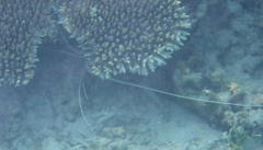 Panulirus versicolor