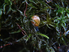 Aegopinella nitidula