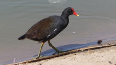 Gallinula galeata