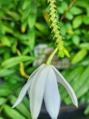 Bromheadia finlaysoniana