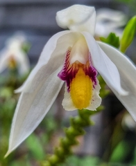 Bromheadia finlaysoniana