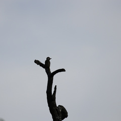 Chloropicus fuscescens