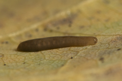 Argonemertes dendyi