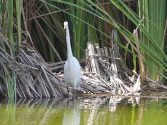 Ardea alba