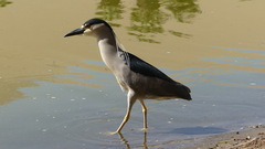 Nycticorax nycticorax