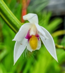 Bromheadia finlaysoniana