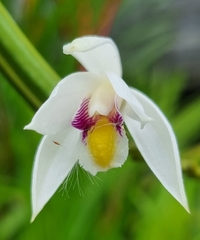 Bromheadia finlaysoniana