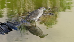 Nycticorax nycticorax