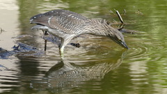 Nycticorax nycticorax