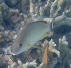 Lutjanus fulvus