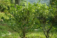 Citrus × microcarpa