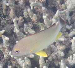 Lutjanus fulvus