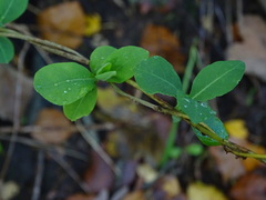 Lonicera periclymenum
