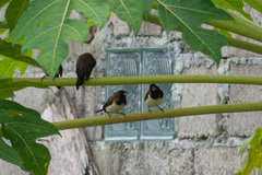 Lonchura leucogastroides