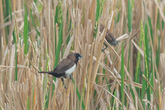 Lonchura leucogastroides