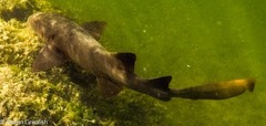 Ginglymostoma cirratum