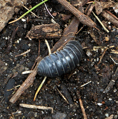 Armadillidium vulgare