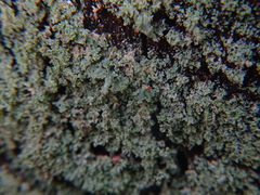 Cladonia incrassata