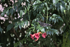 Chalcomitra amethystina