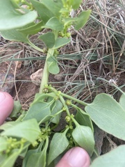 Patellifolia procumbens image