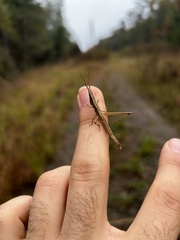 Achurum carinatum