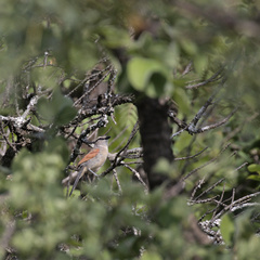 Tchagra australis