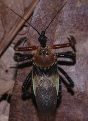 Apiomerus pilipes