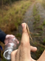 Achurum carinatum