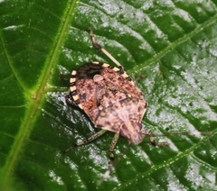 Halyomorpha