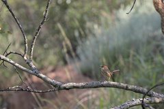 Cisticola aberrans