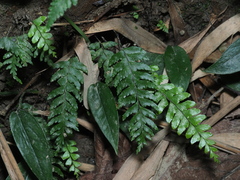 Hymenasplenium pubirhizoma