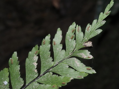 Hymenasplenium pubirhizoma