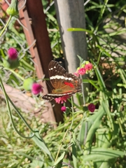 Anartia fatima colima